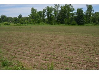 Property photo 2 - REAL ESTATE AUCTION, HOME, RENTAL PROPERTY, 15+/- ACRES OFFERED IN 4 TRACTS OR COMBINATIONS