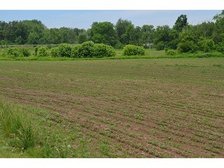Property photo 4 - REAL ESTATE AUCTION, HOME, RENTAL PROPERTY, 15+/- ACRES OFFERED IN 4 TRACTS OR COMBINATIONS