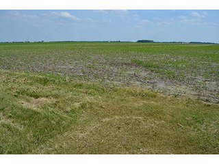 Property photo 9 - LAND AUCTION, 195 Acres Offered in 3 Tracts, Quality Tillable Land