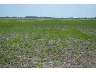 Property photo 12 - LAND AUCTION, 195 Acres Offered in 3 Tracts, Quality Tillable Land