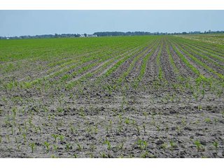 Property photo 17 - LAND AUCTION, 195 Acres Offered in 3 Tracts, Quality Tillable Land