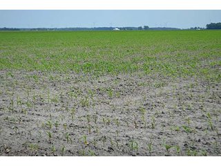 Property photo 6 - LAND AUCTION, 195 Acres Offered in 3 Tracts, Quality Tillable Land