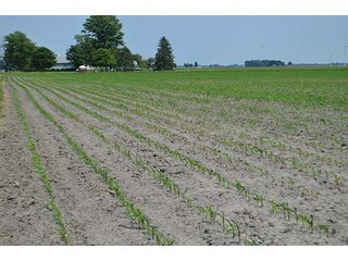 Property photo 23 - LAND AUCTION, 195 Acres Offered in 3 Tracts, Quality Tillable Land