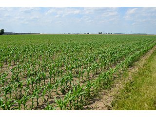 Property photo 21 - LAND AUCTION, 195 Acres Offered in 3 Tracts, Quality Tillable Land