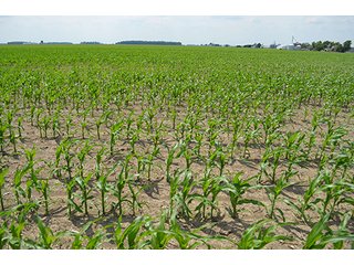 Property photo 16 - LAND AUCTION, 195 Acres Offered in 3 Tracts, Quality Tillable Land