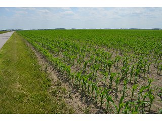 Property photo 25 - LAND AUCTION, 195 Acres Offered in 3 Tracts, Quality Tillable Land