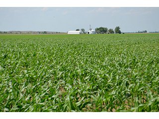 Property photo 27 - LAND AUCTION, 195 Acres Offered in 3 Tracts, Quality Tillable Land