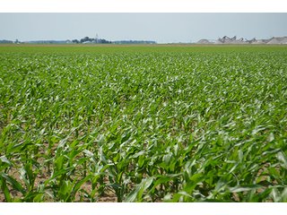Property photo 14 - LAND AUCTION, 195 Acres Offered in 3 Tracts, Quality Tillable Land