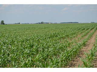 Property photo 24 - LAND AUCTION, 195 Acres Offered in 3 Tracts, Quality Tillable Land