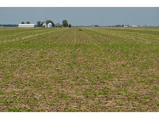 Property photo 28 - LAND AUCTION, 195 Acres Offered in 3 Tracts, Quality Tillable Land