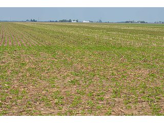 Property photo 15 - LAND AUCTION, 195 Acres Offered in 3 Tracts, Quality Tillable Land