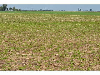 Property photo 18 - LAND AUCTION, 195 Acres Offered in 3 Tracts, Quality Tillable Land