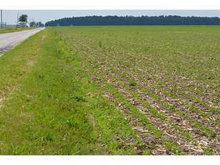 Property photo 5 - LAND AUCTION, 195 Acres Offered in 3 Tracts, Quality Tillable Land