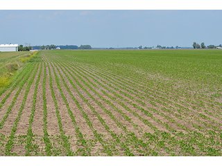 Property photo 8 - LAND AUCTION, 195 Acres Offered in 3 Tracts, Quality Tillable Land