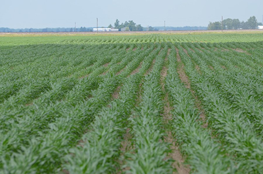 LAND AUCTION, 195 Acres Offered in 3 Tracts, Quality Tillable Land