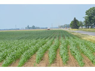 Property photo 20 - LAND AUCTION, 195 Acres Offered in 3 Tracts, Quality Tillable Land