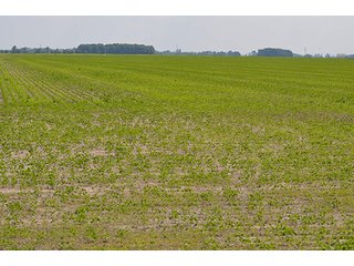 Property photo 4 - LAND AUCTION, 195 Acres Offered in 3 Tracts, Quality Tillable Land