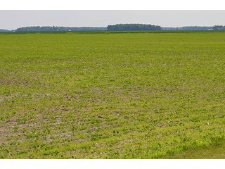Property photo 2 - LAND AUCTION, 195 Acres Offered in 3 Tracts, Quality Tillable Land