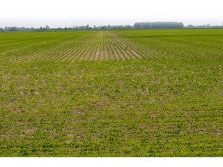 Property photo 3 - LAND AUCTION, 195 Acres Offered in 3 Tracts, Quality Tillable Land