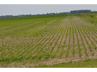 Property photo 1 - LAND AUCTION, 195 Acres Offered in 3 Tracts, Quality Tillable Land