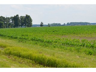 Property photo 19 - LAND AUCTION, 195 Acres Offered in 3 Tracts, Quality Tillable Land