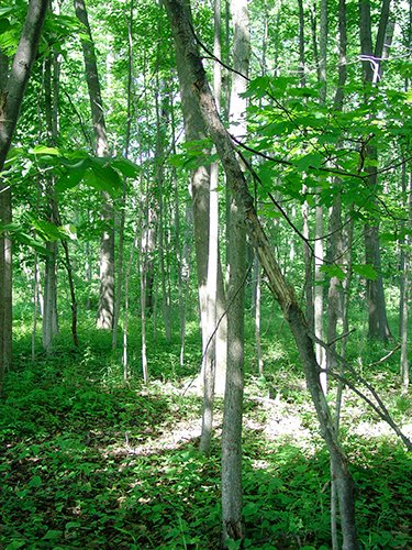 Property photo 9 - INDIANA LAND AUCTION, 37.2+/- Acres in 3 Tracts