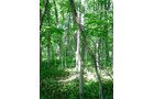Property photo 9 - INDIANA LAND AUCTION, 37.2+/- Acres in 3 Tracts