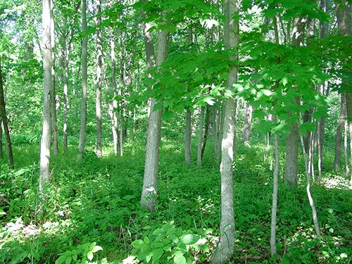 Property photo 2 - INDIANA LAND AUCTION, 37.2+/- Acres in 3 Tracts