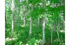 Property photo 2 - INDIANA LAND AUCTION, 37.2+/- Acres in 3 Tracts