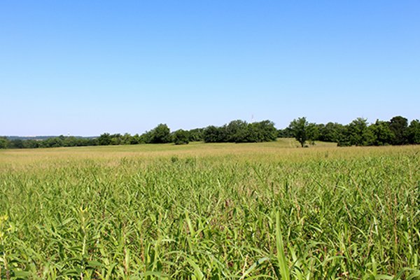 LAND AUCTION, 80+/- Acres offered in 5 Tracts AUCTION CANCELLED, PROPERTY SOLD PRIOR TO AUCTION