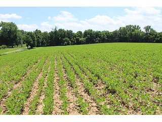 Property photo 2 - REAL ESTATE AUCTION, 21.98+/- Acres offered as 1 Tract