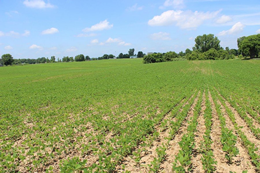 REAL ESTATE AUCTION, 21.98+/- Acres offered as 1 Tract