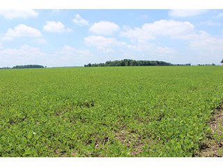Property photo 1 - REAL ESTATE AUCTION, 138.17+/- Acres offered in 3 Tracts