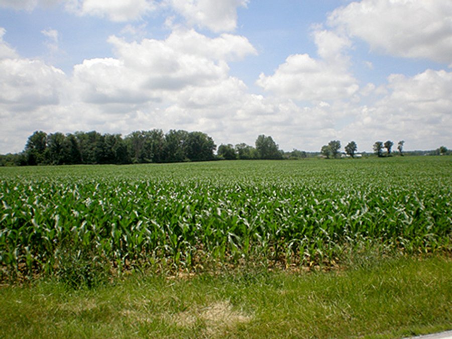REAL ESTATE AUCTION, 294+/- Acres - 3 Farms & 7 Tracts