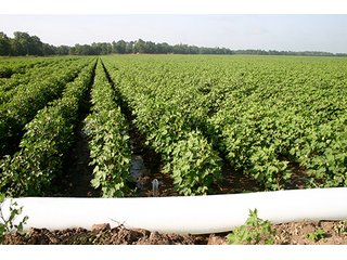 Tract 10 - LOUISIANA LAND AUCTION, 1152+/- Acres offered in 1 Tract