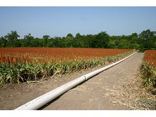 Tract 10 - LOUISIANA LAND AUCTION, 1152+/- Acres offered in 1 Tract