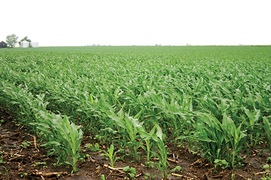FARM LAND AUCTION, 236+/- Acres offered in 3 Tracts