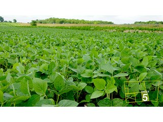 Tract 5 - OHIO REAL ESTATE AUCTION, 198+/- Acres offered in 6 Tracts