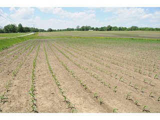 Property photo 19 - LAND AUCTION, 321+/- Acres offered in 7 Tracts