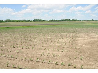 Property photo 30 - LAND AUCTION, 321+/- Acres offered in 7 Tracts