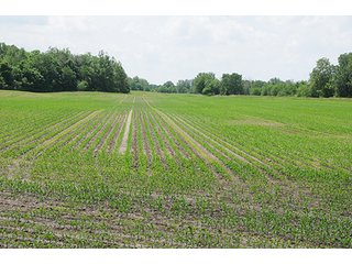 Property photo 18 - LAND AUCTION, 321+/- Acres offered in 7 Tracts