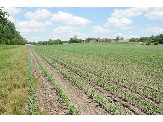 Property photo 14 - LAND AUCTION, 321+/- Acres offered in 7 Tracts