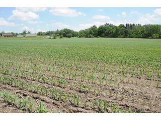 Property photo 25 - LAND AUCTION, 321+/- Acres offered in 7 Tracts