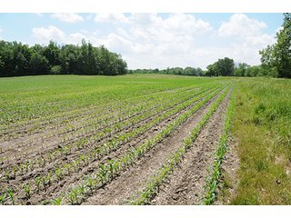 Property photo 36 - LAND AUCTION, 321+/- Acres offered in 7 Tracts