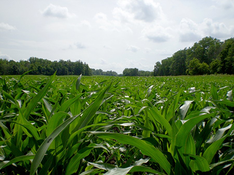LAND AUCTION, 321+/- Acres offered in 7 Tracts
