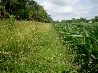 Property photo 31 - LAND AUCTION, 321+/- Acres offered in 7 Tracts