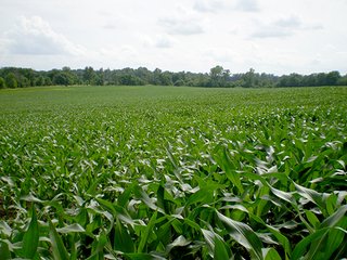 Property photo 33 - LAND AUCTION, 321+/- Acres offered in 7 Tracts