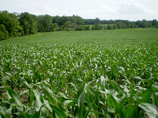 Property photo 2 - LAND AUCTION, 321+/- Acres offered in 7 Tracts