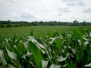 Property photo 15 - LAND AUCTION, 321+/- Acres offered in 7 Tracts