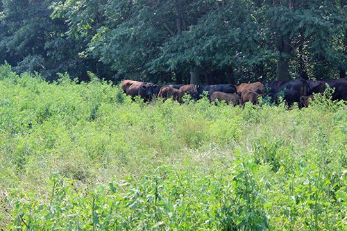 Property photo 5 - REAL ESTATE AUCTION, 39+/- Acres offered in 3 Tracts
